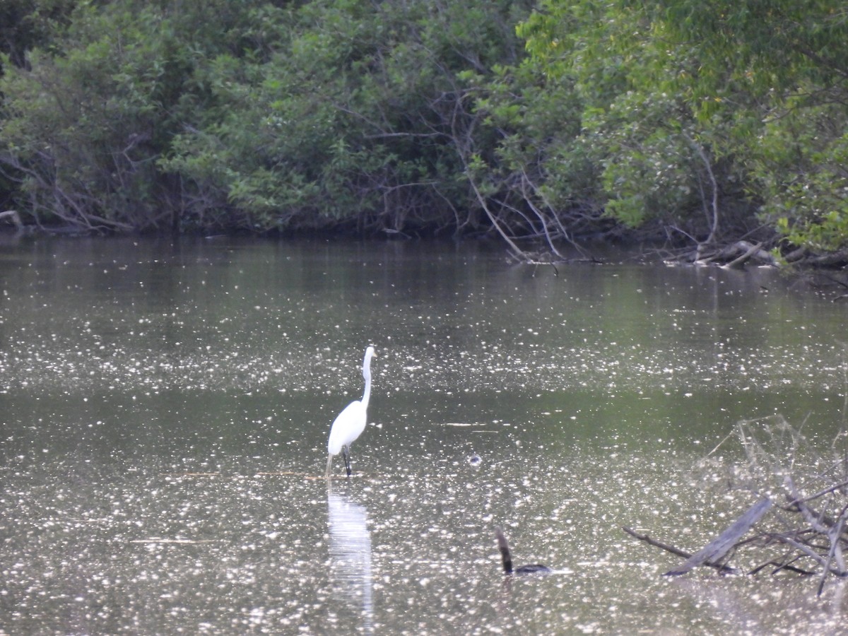 Great Egret - ML620367105