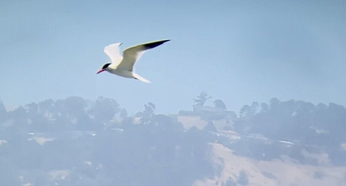 Caspian Tern - Lyla Arum