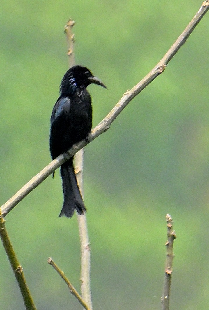 Hair-crested Drongo - ML620367117