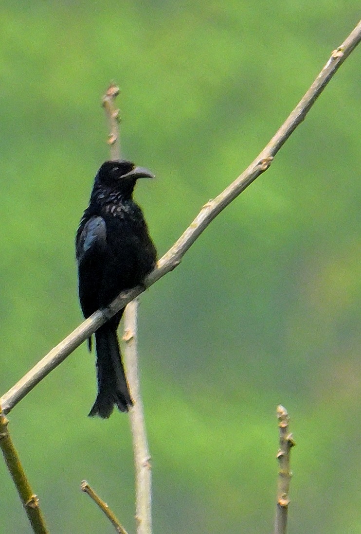 Hair-crested Drongo - ML620367118
