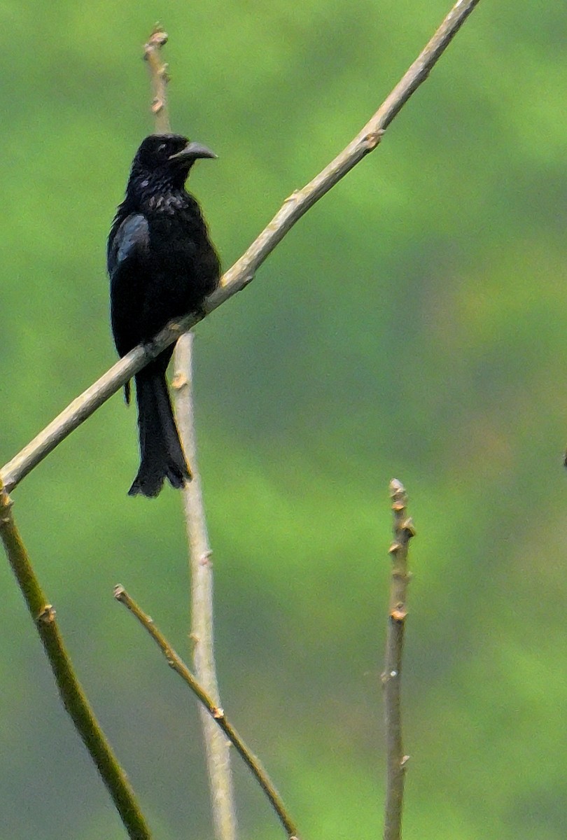 Hair-crested Drongo - ML620367119