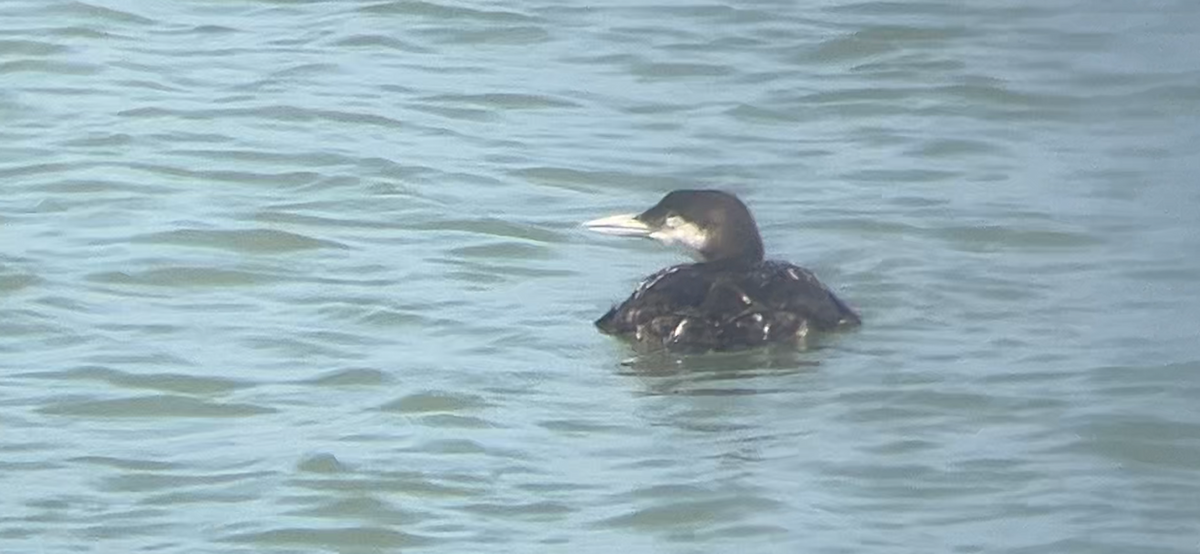 Common Loon - ML620367133