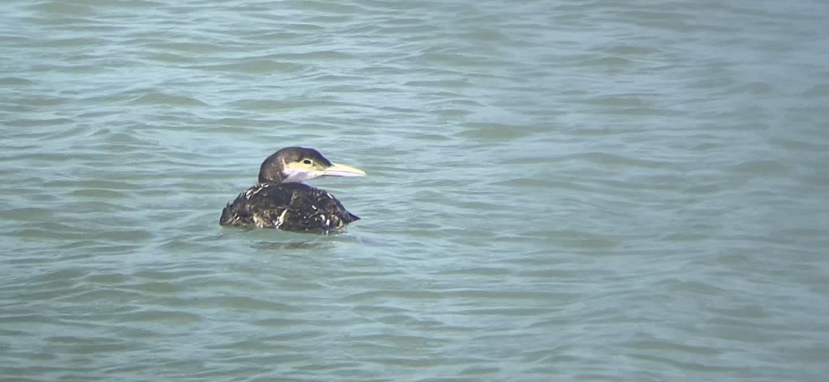 Common Loon - ML620367134