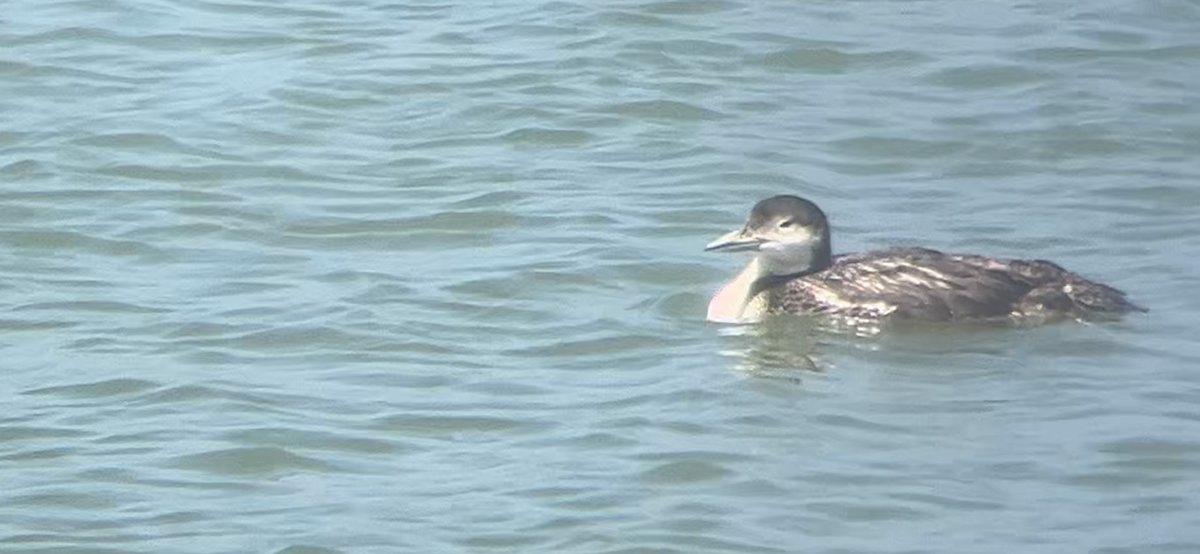 Common Loon - Lyla Arum