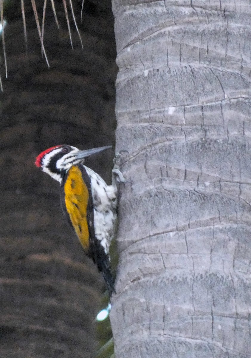 White-naped Woodpecker - ML620367157