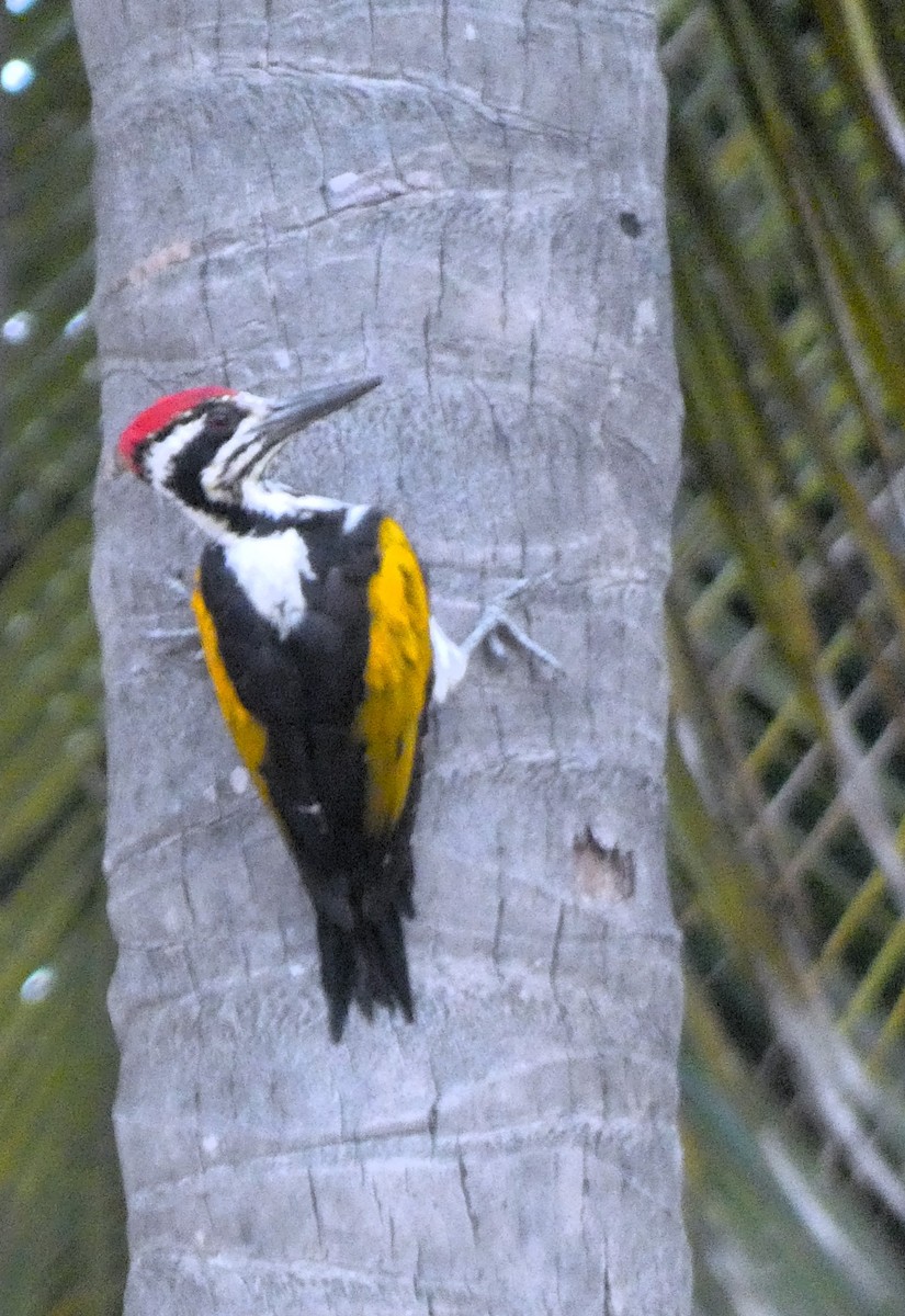 White-naped Woodpecker - ML620367159