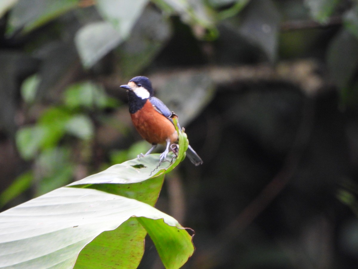 Mésange de Gould - ML620367193