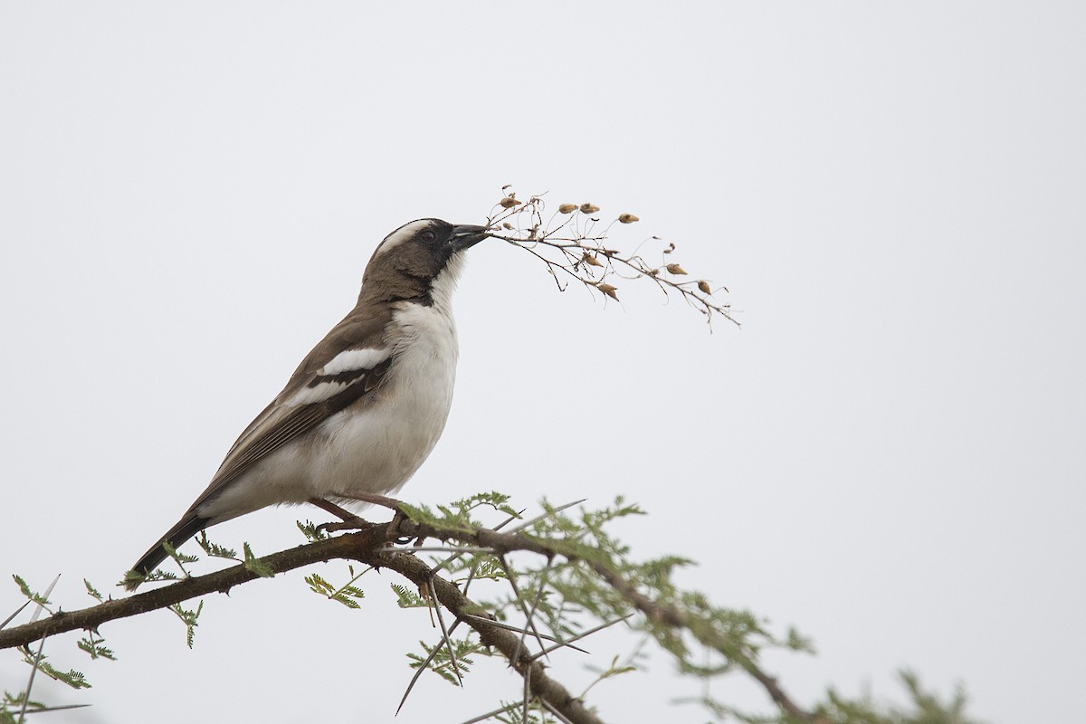 White-browed Sparrow-Weaver - Harmeet Basur