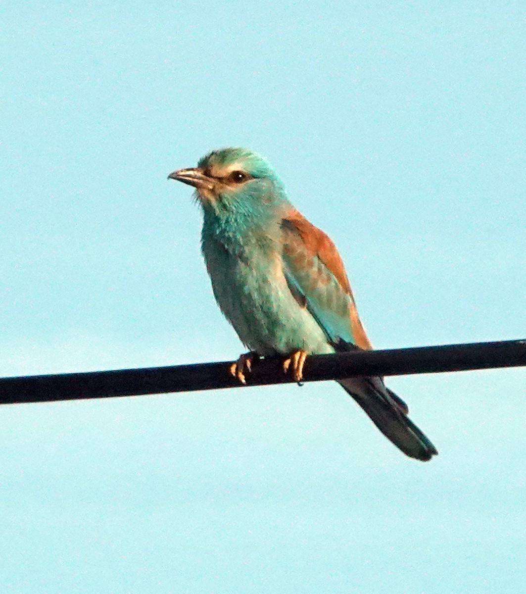 European Roller - ML620367199