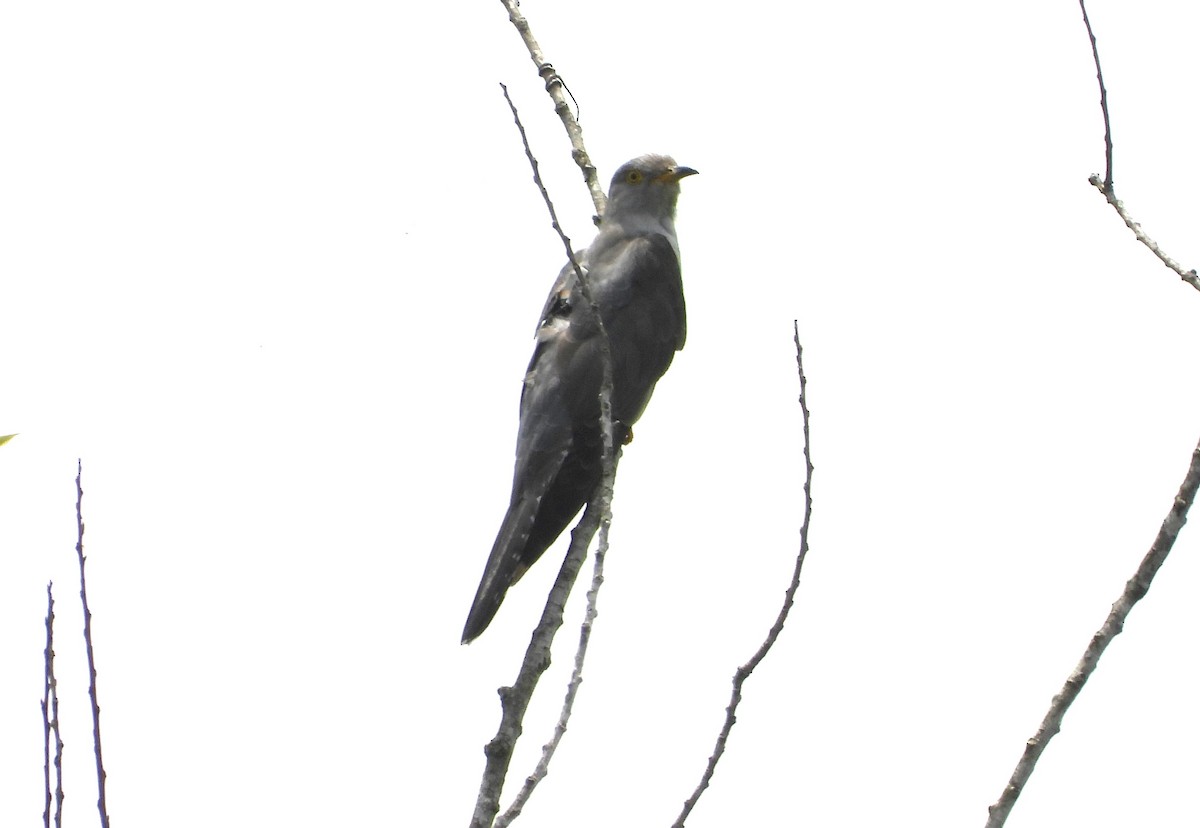Common Cuckoo - ML620367200