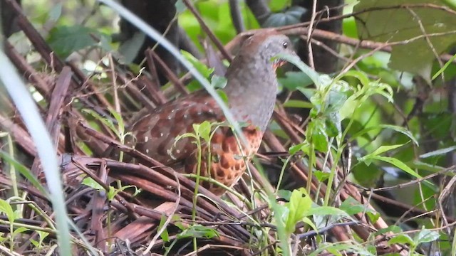 Taiwan Bamboo-Partridge - ML620367203