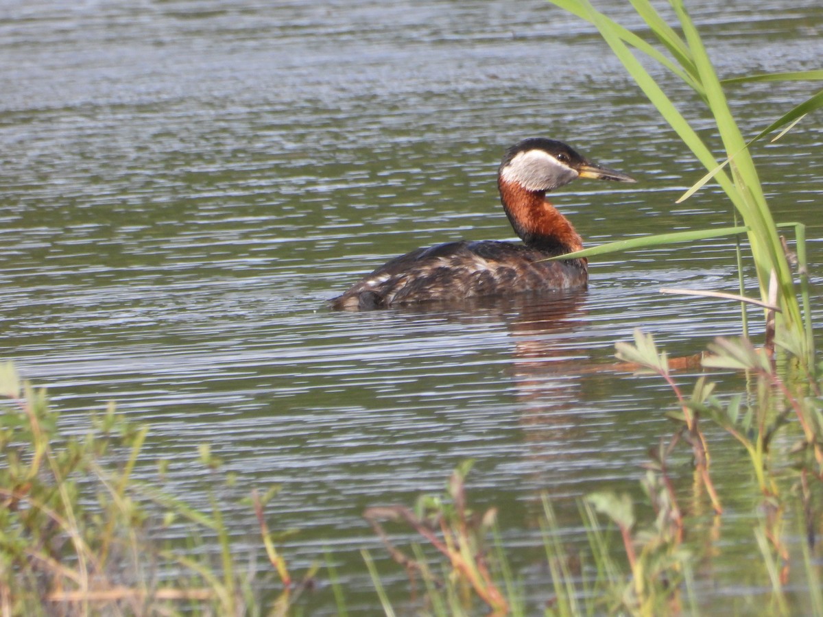 Red-necked Grebe - ML620367206