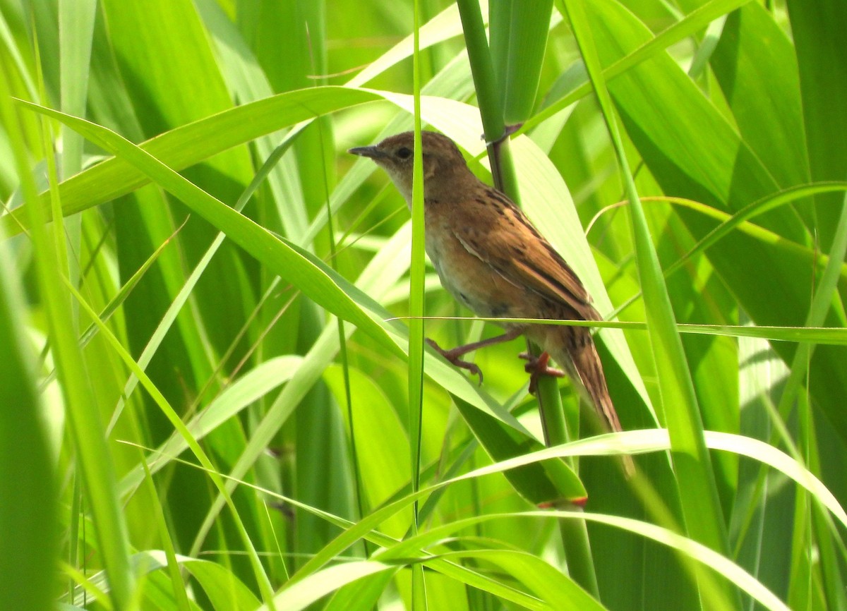 Marsh Grassbird - ML620367213