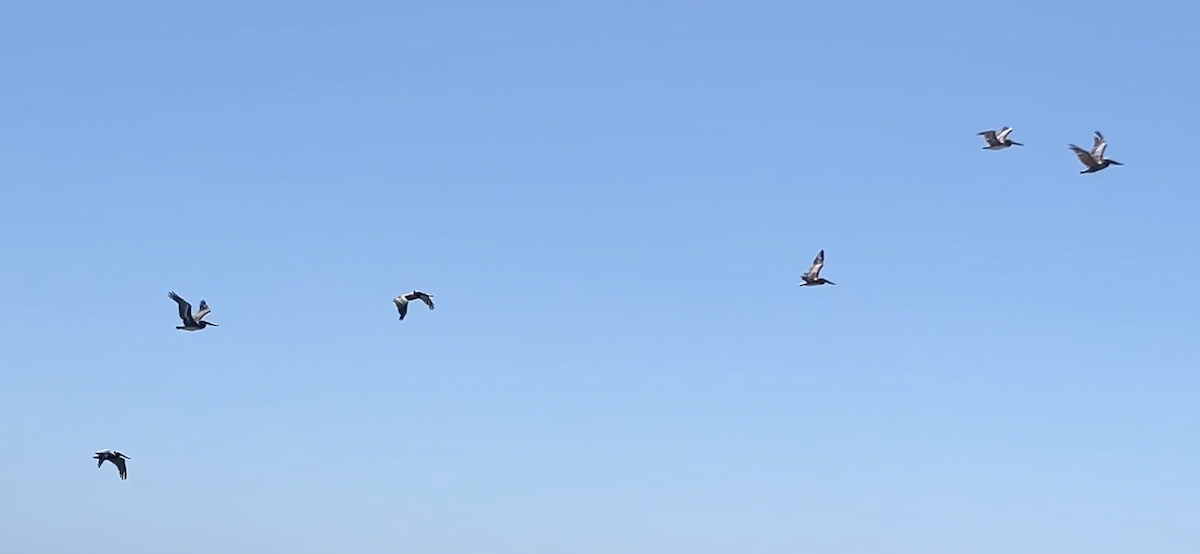 Brown Pelican - ML620367219