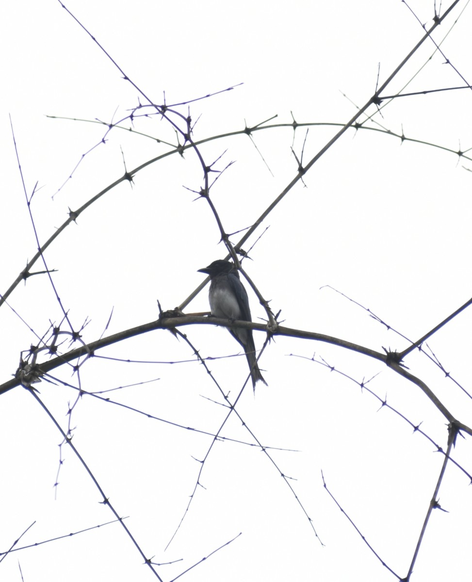 White-bellied Drongo - Sidharth R