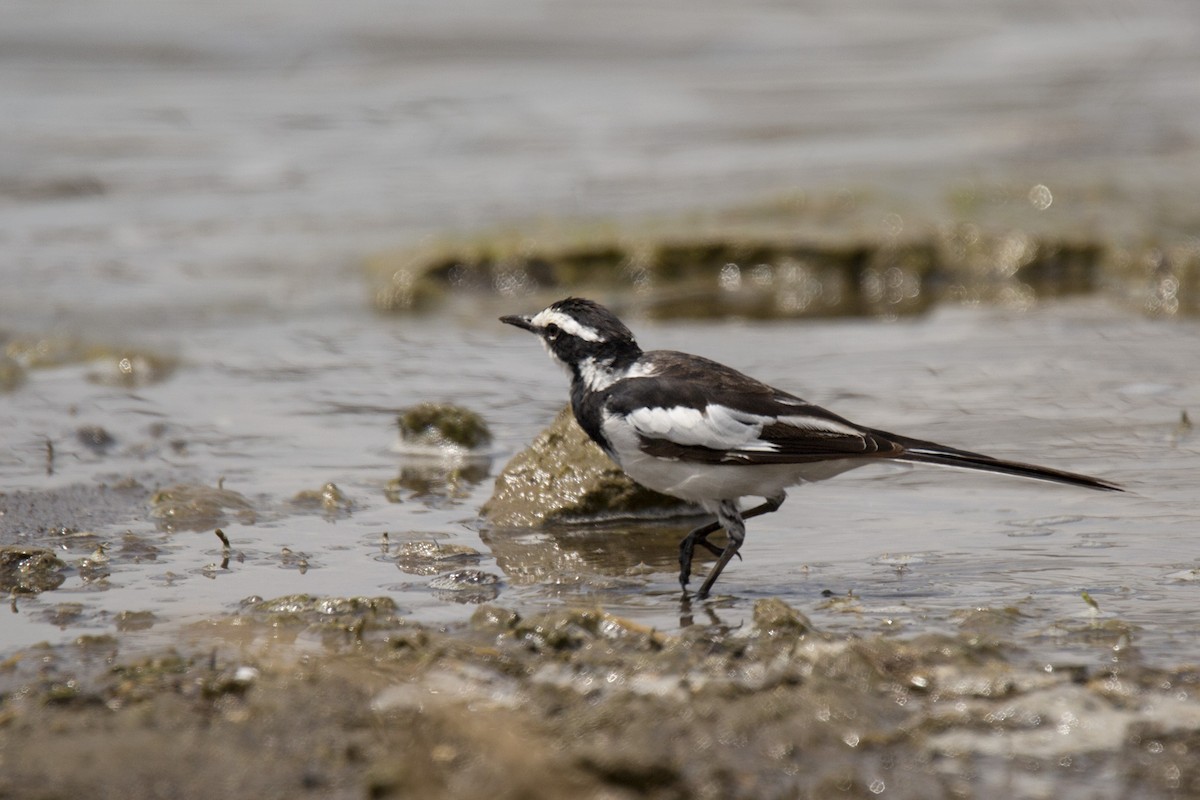 African Pied Wagtail - ML620367236