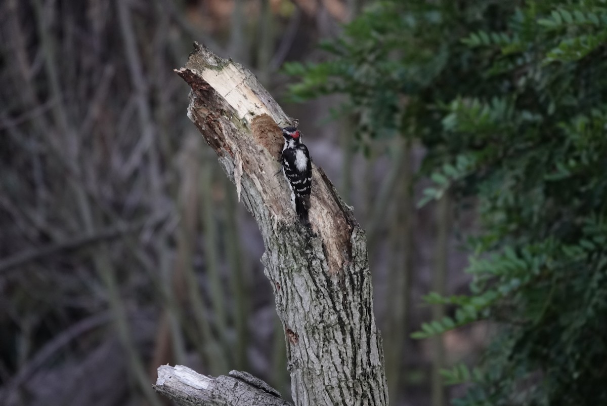 Downy Woodpecker - ML620367240