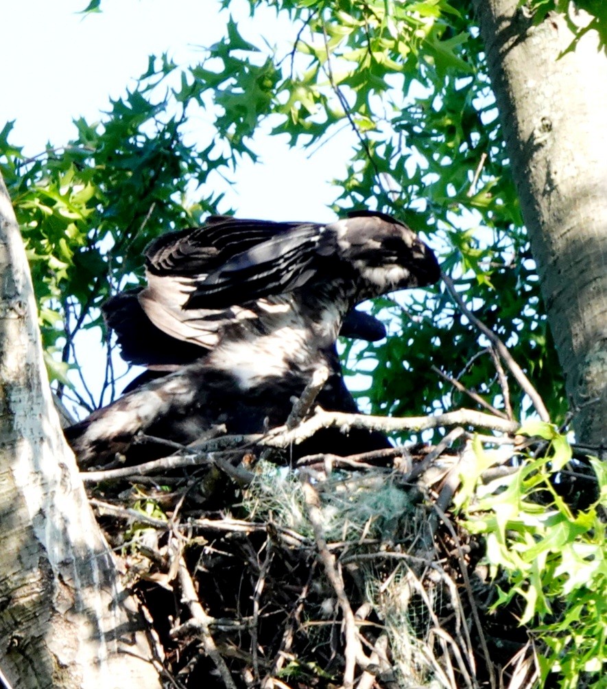 Bald Eagle - kathryn clark