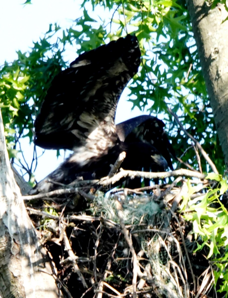 Bald Eagle - ML620367245