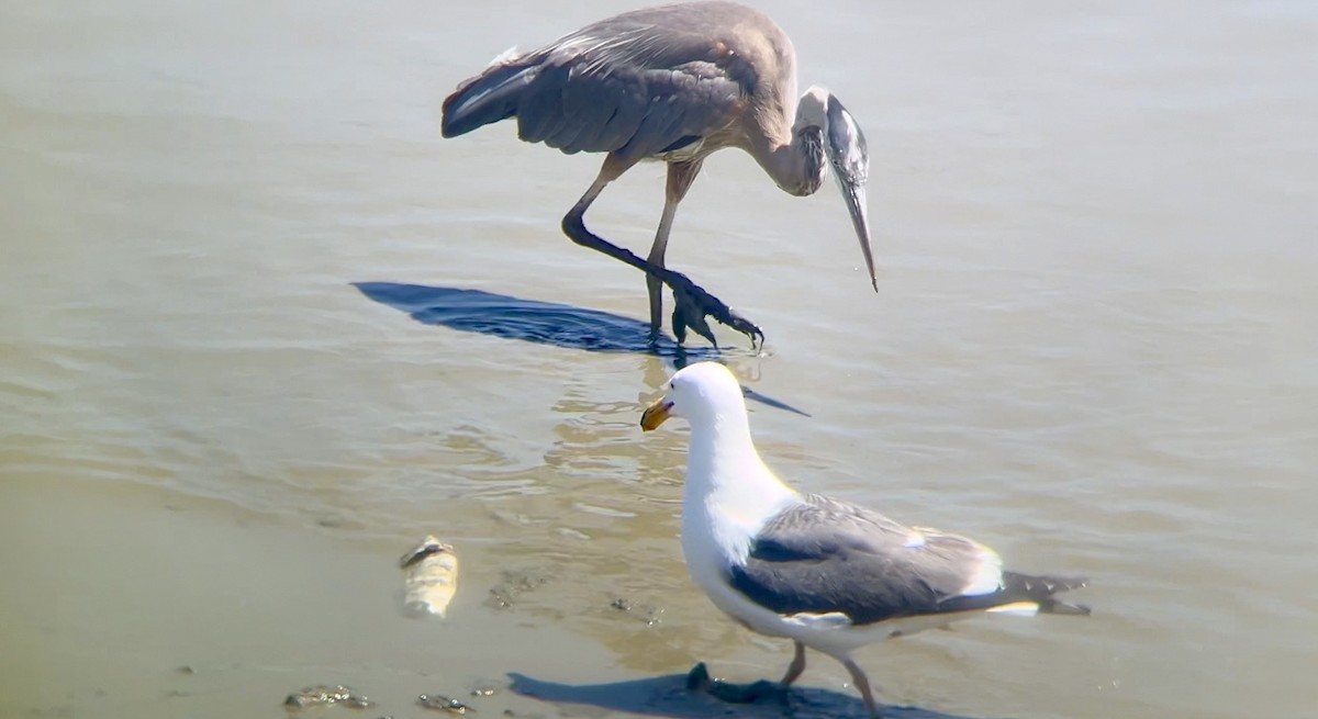 Great Blue Heron - ML620367251