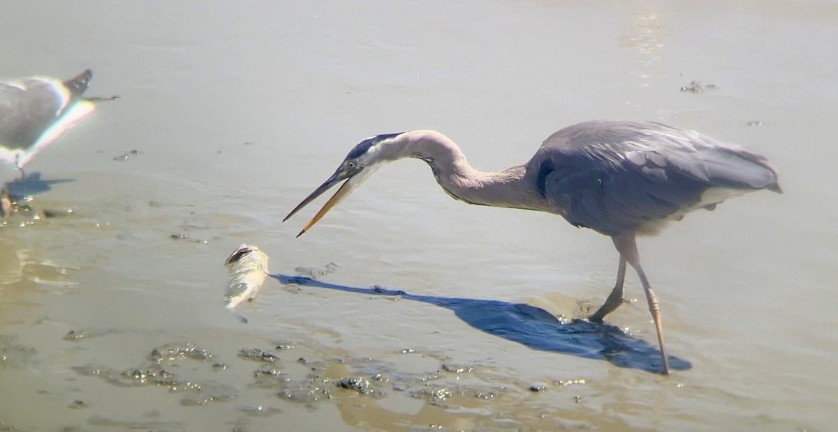 Great Blue Heron - ML620367252