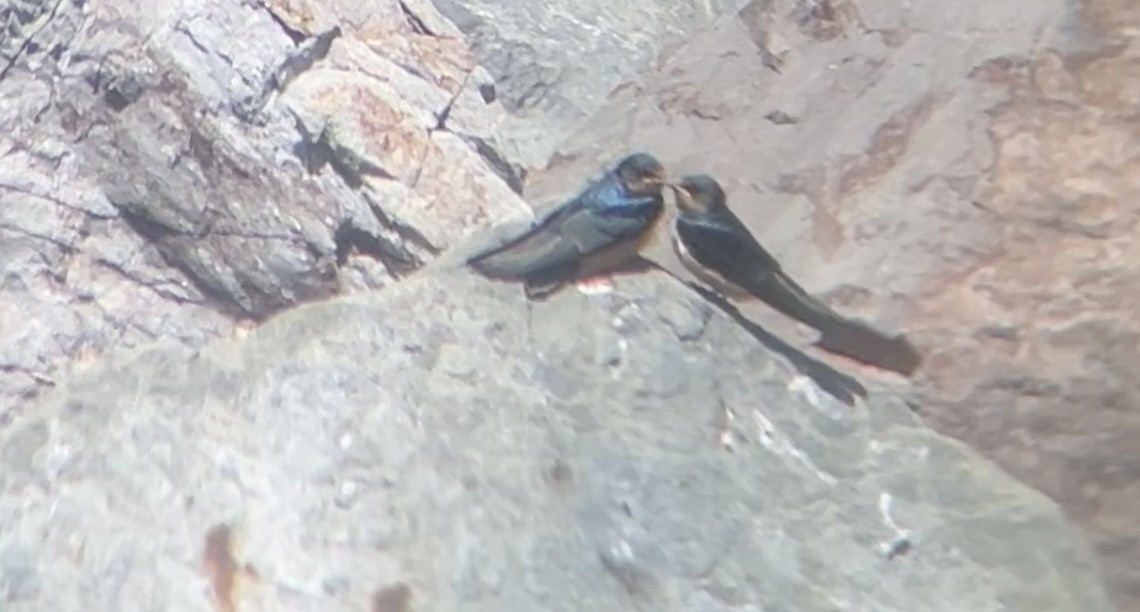 Barn Swallow - ML620367263