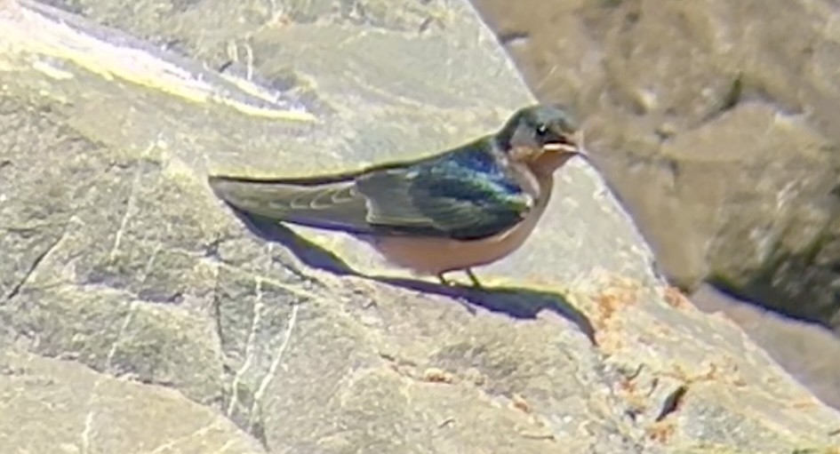 Barn Swallow - ML620367265