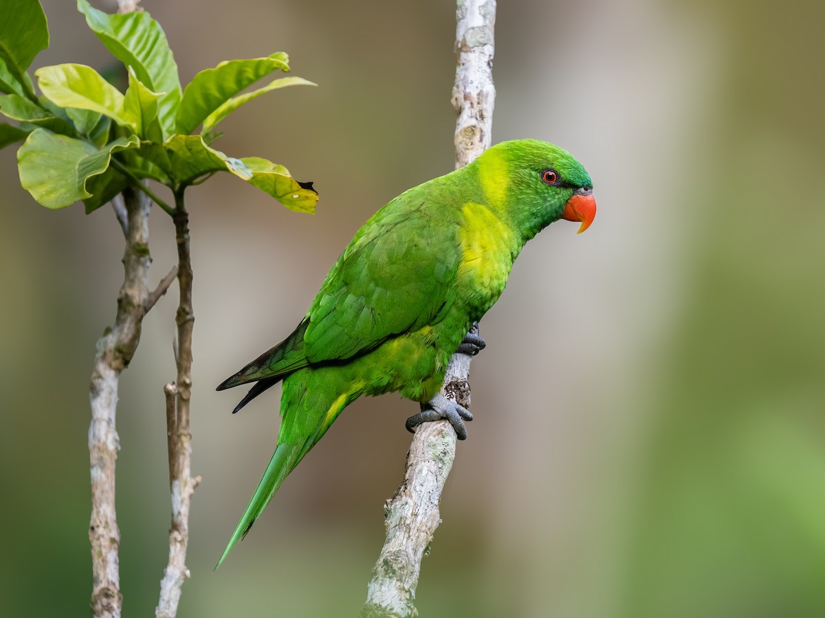 Leaf Lorikeet - Ivan Leshukov