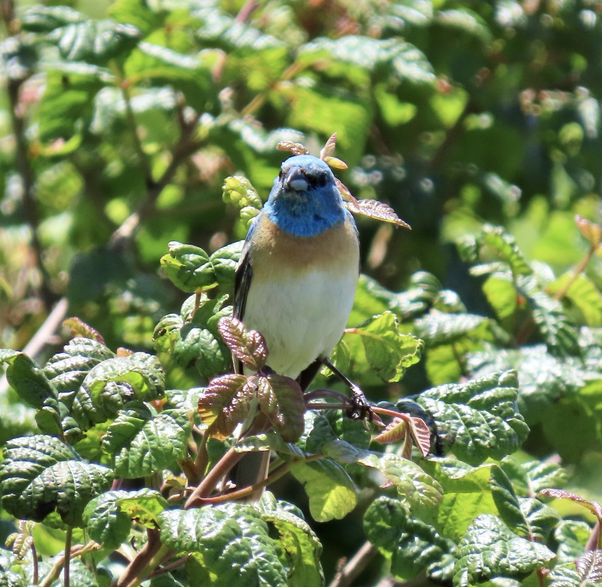 Lazuli Bunting - ML620367304