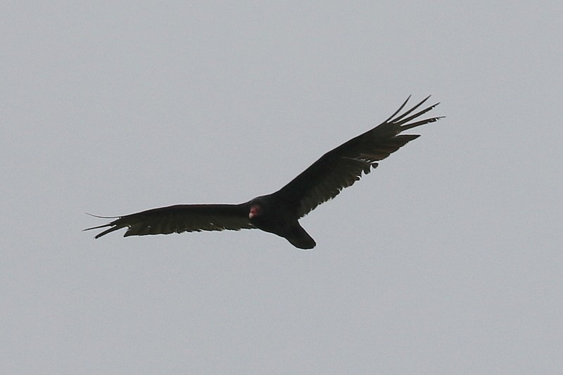 Turkey Vulture - ML620367312