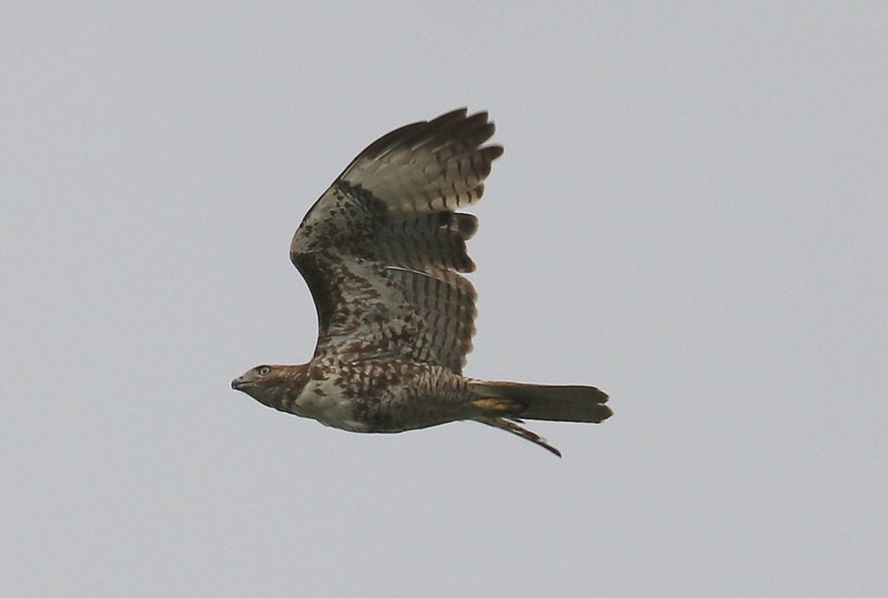 Red-tailed Hawk - ML620367315