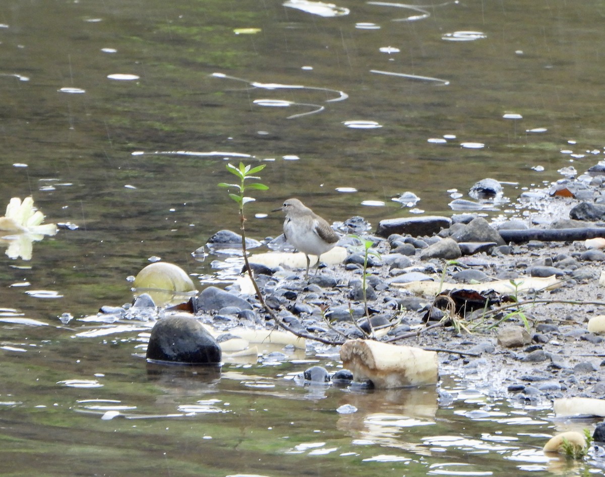 Common Sandpiper - Anonymous