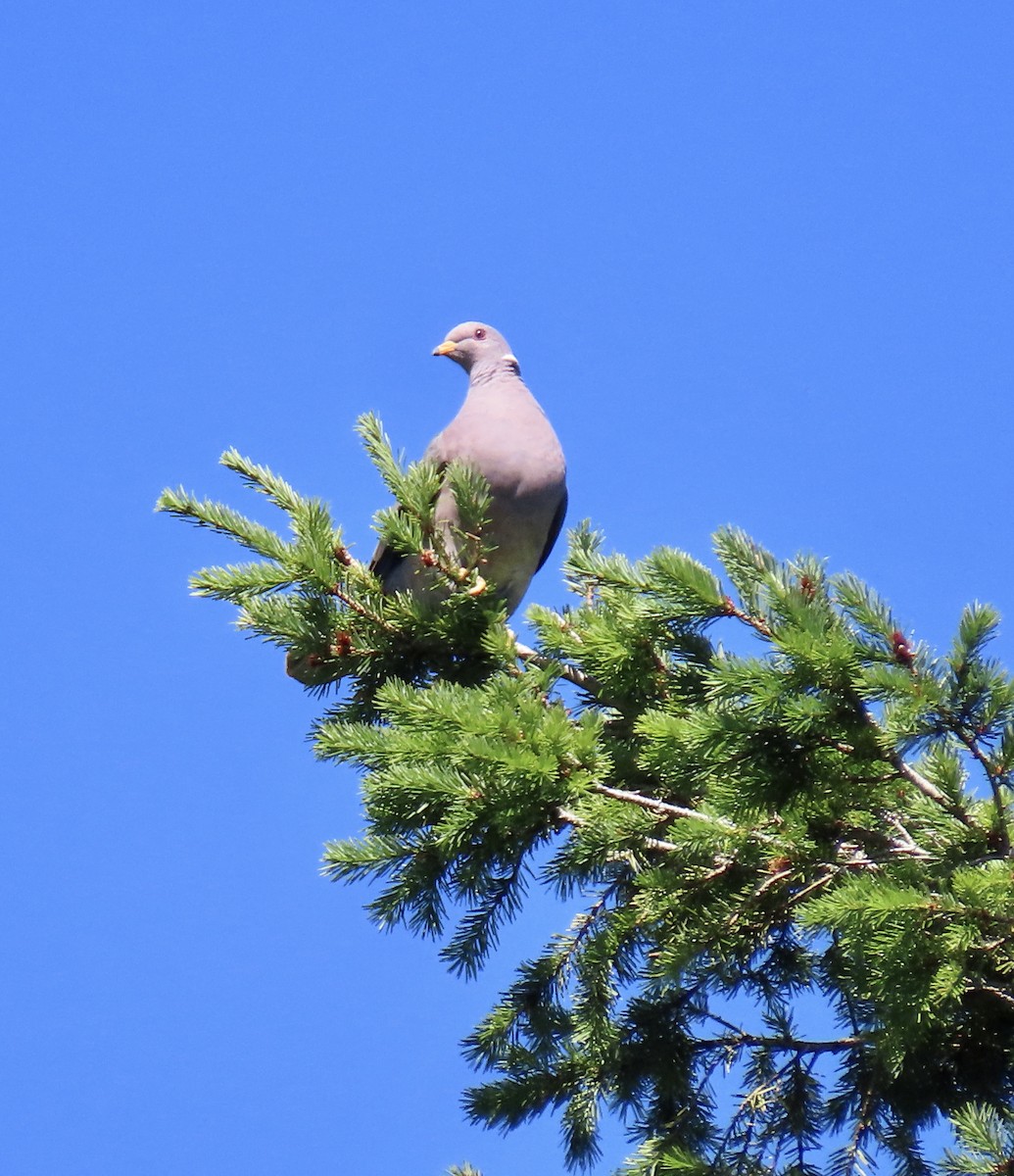 Band-tailed Pigeon - ML620367337