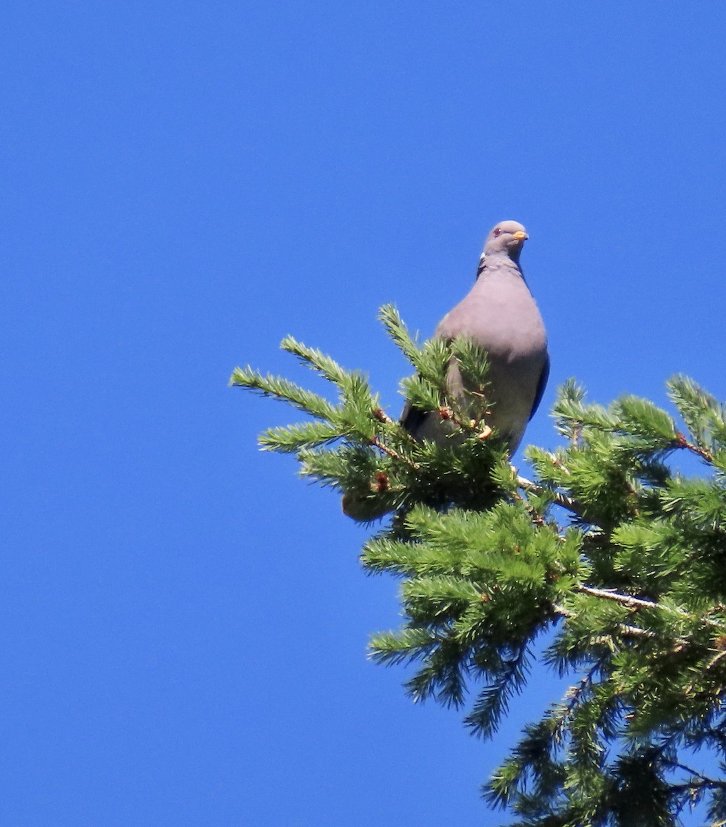 Band-tailed Pigeon - ML620367338