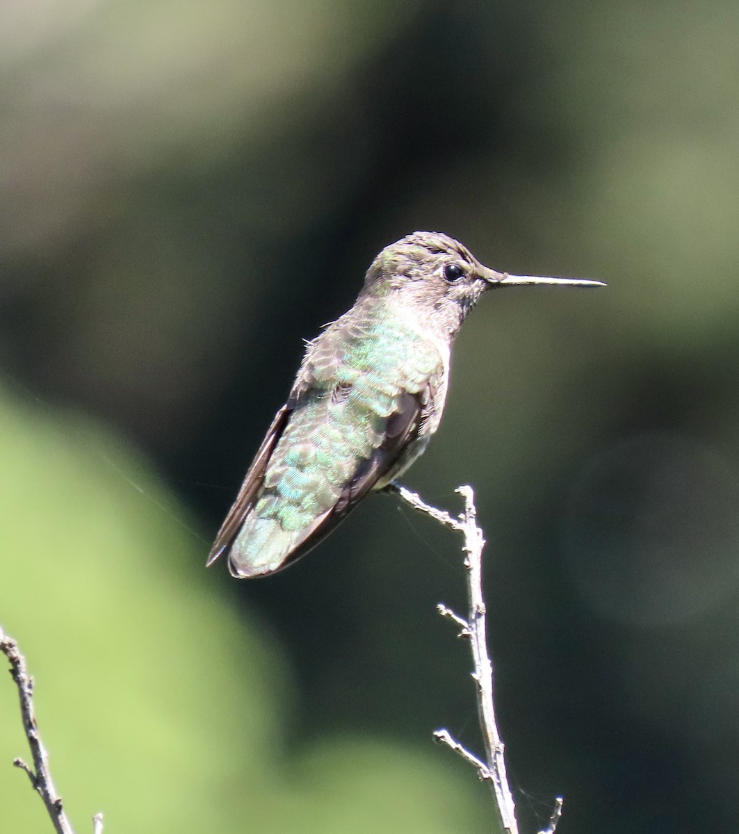 Anna's Hummingbird - ML620367343