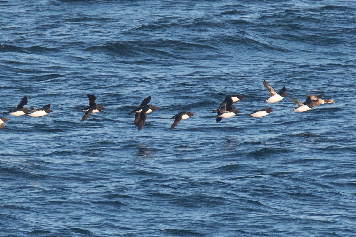 Thick-billed Murre - ML620367345