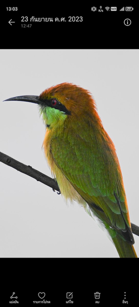 Asian Green Bee-eater - ML620367349