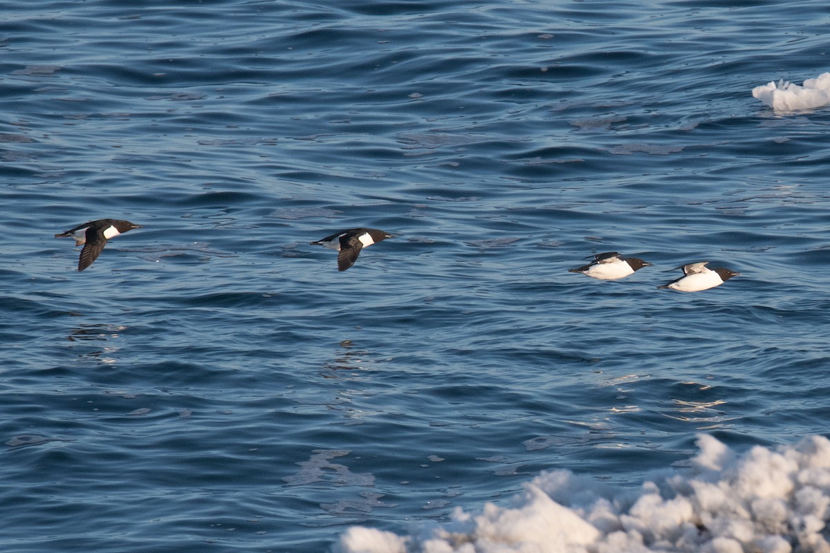 Thick-billed Murre - ML620367357