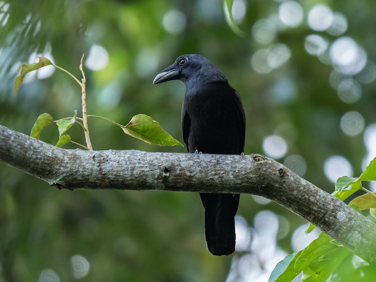 Flores Crow - ML620367371