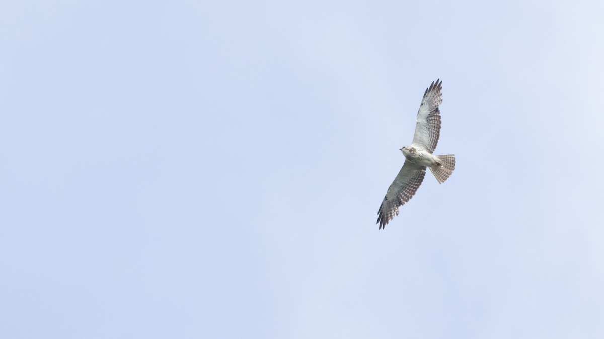 Swainson's Hawk - ML620367385