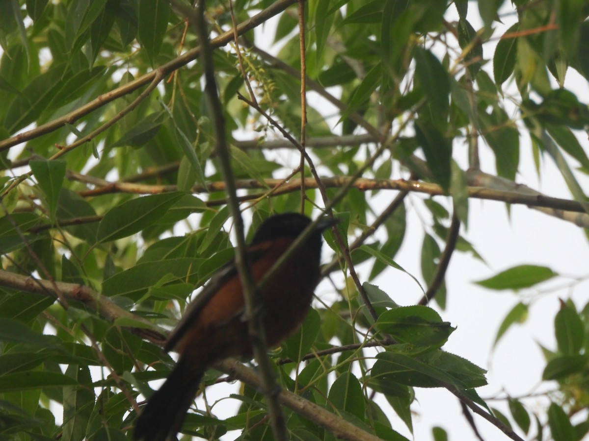 Orchard Oriole - ML620367387