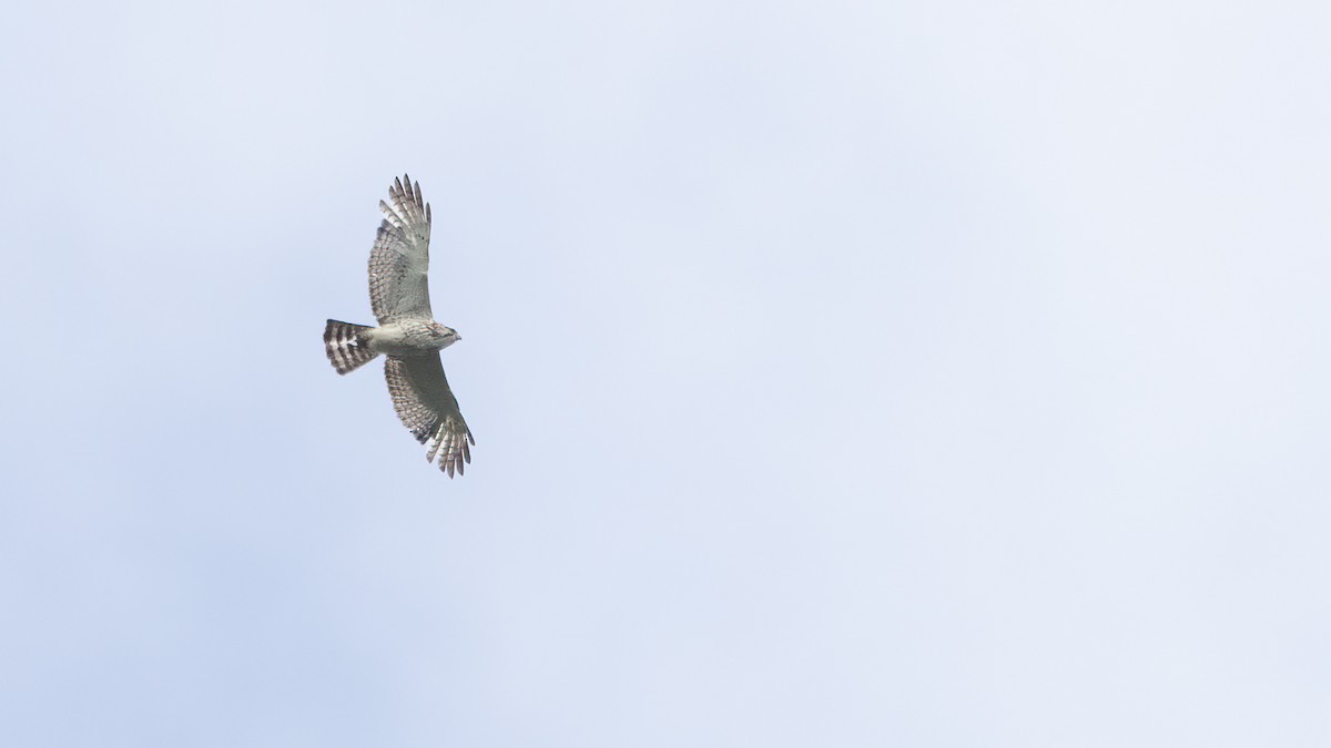 Broad-winged Hawk - ML620367391