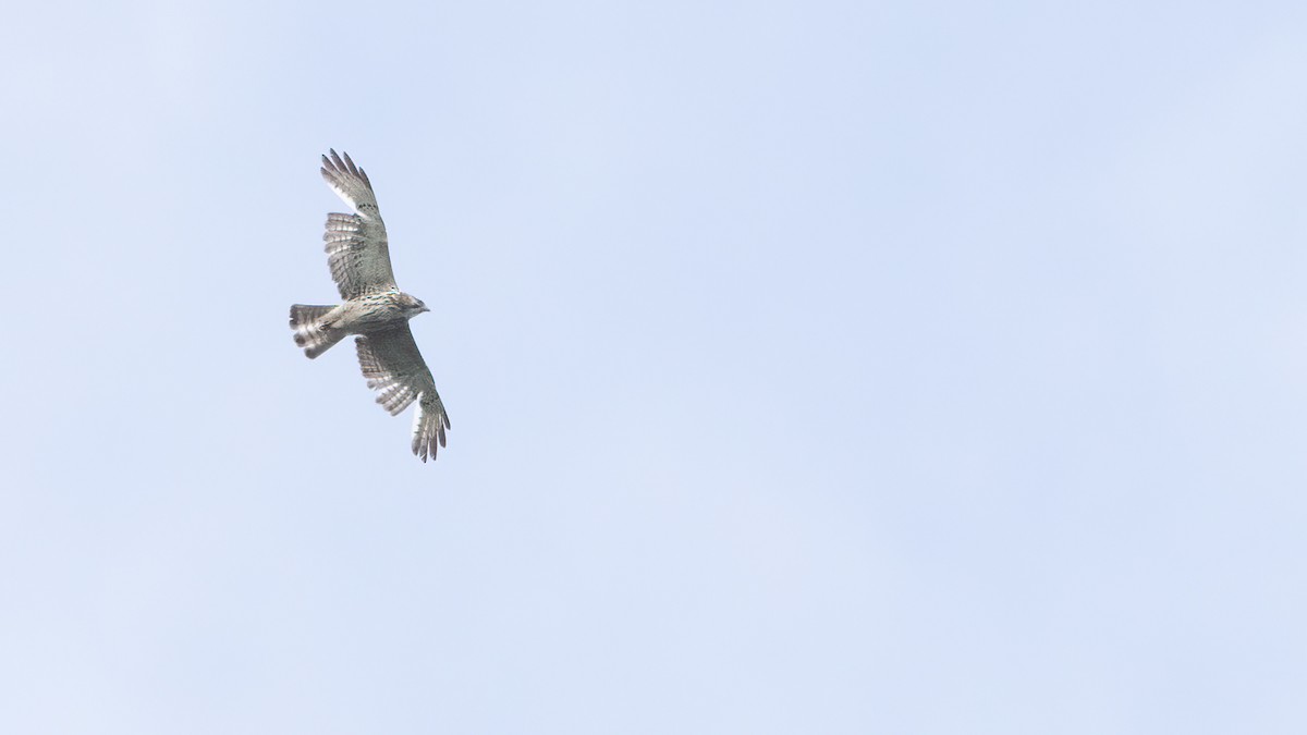 Broad-winged Hawk - ML620367392