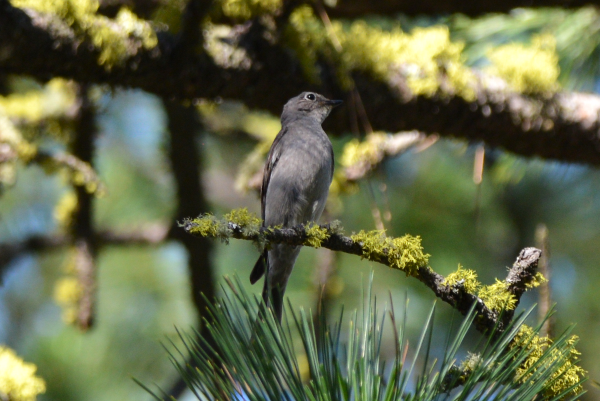 Townsend's Solitaire - ML620367408