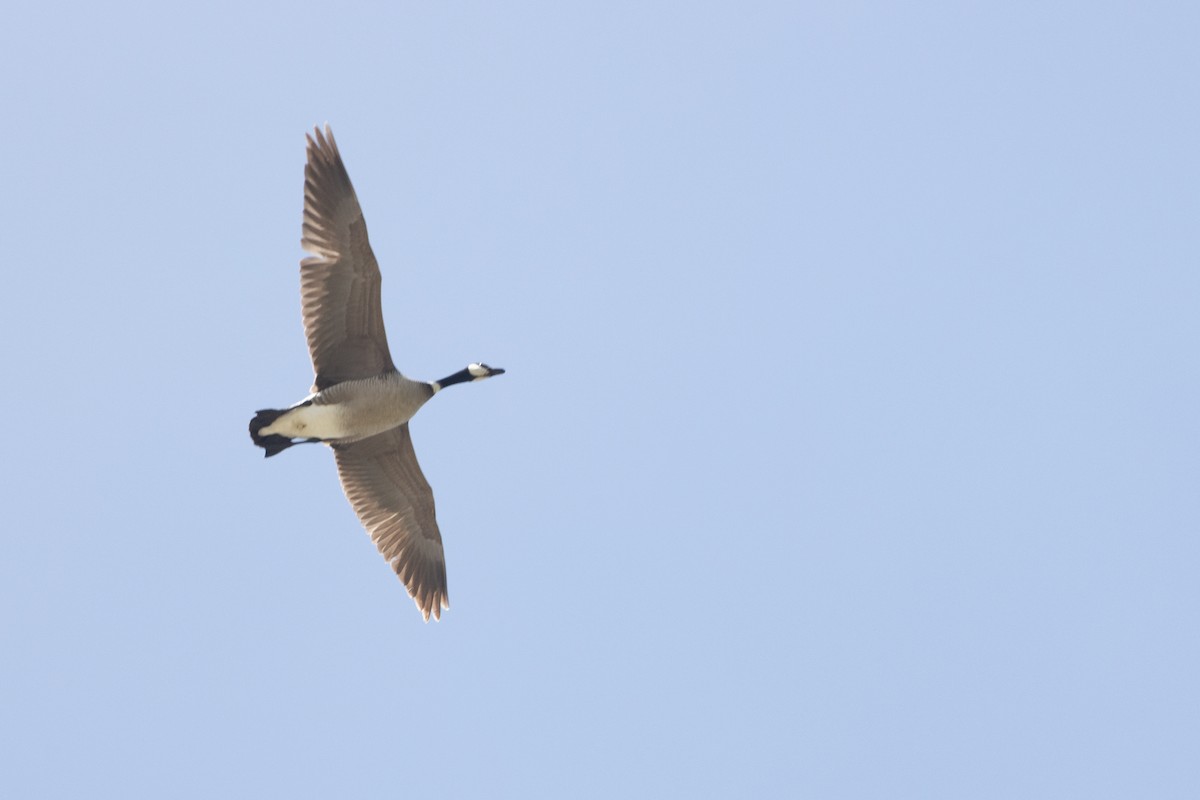 Cackling Goose (Aleutian) - ML620367411