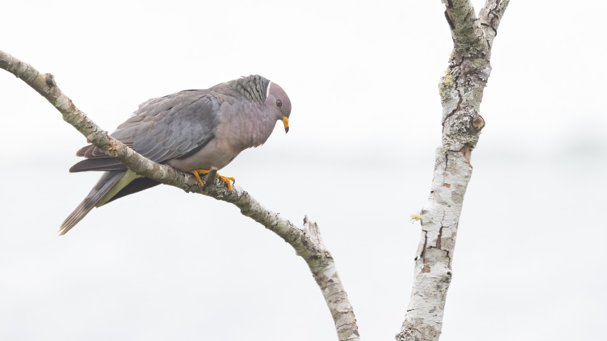 Band-tailed Pigeon - ML620367416