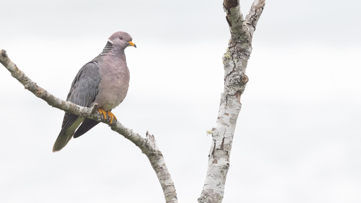 Band-tailed Pigeon - ML620367418