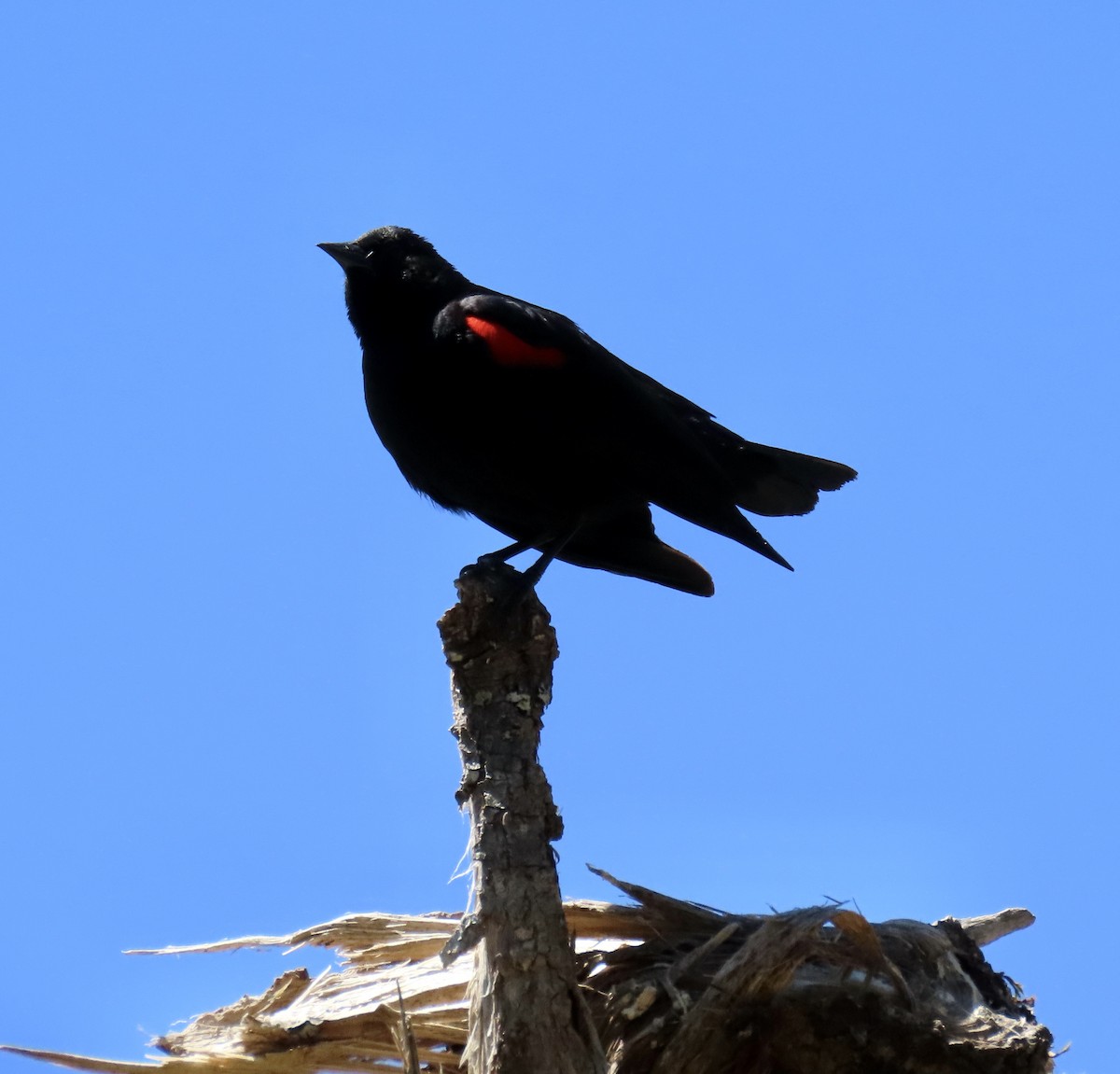 Red-winged Blackbird (California Bicolored) - ML620367422