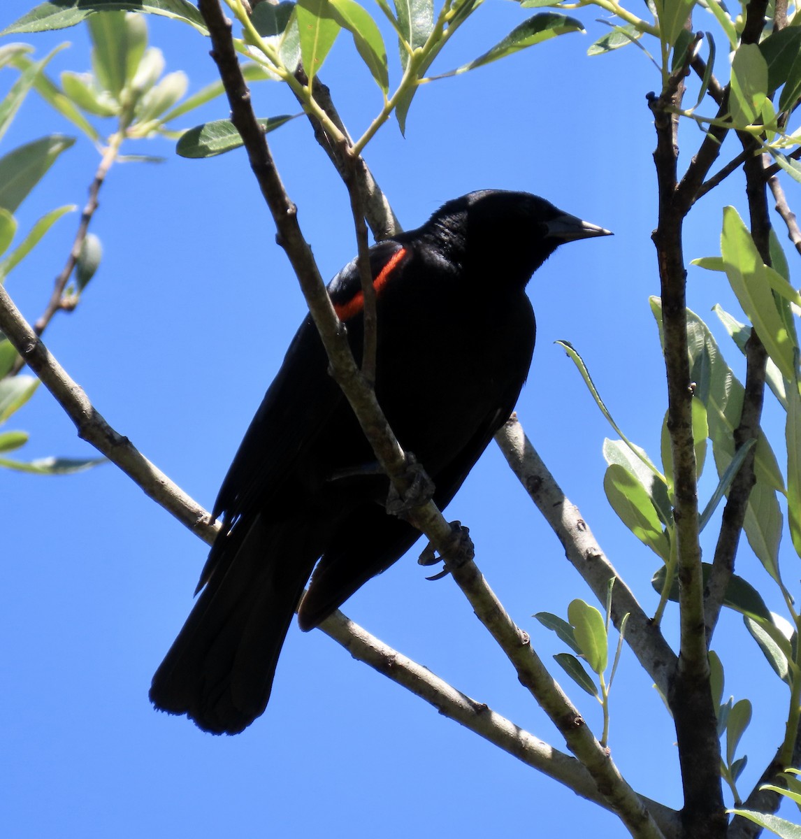Red-winged Blackbird (California Bicolored) - ML620367423