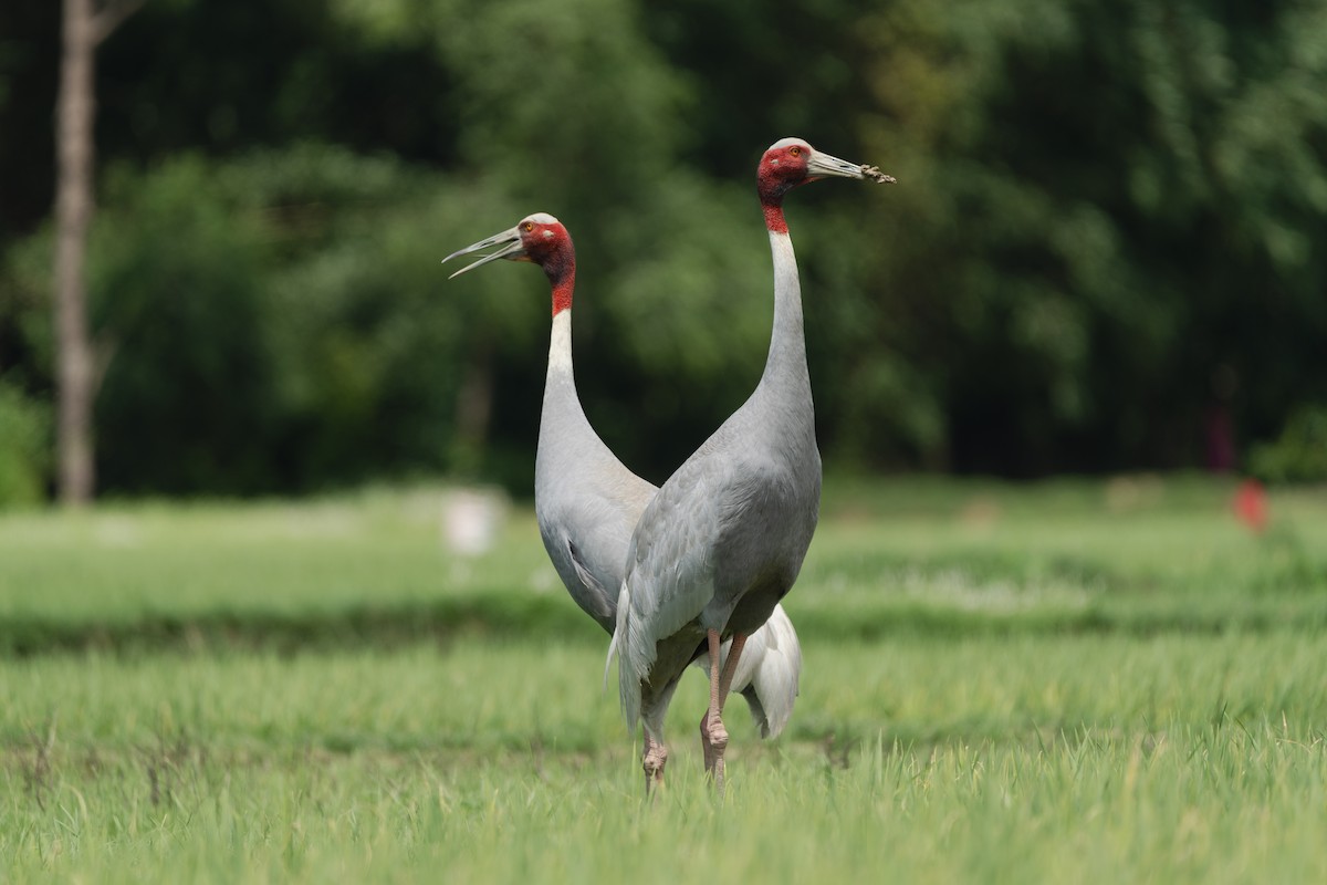 Sarus Crane - ML620367424